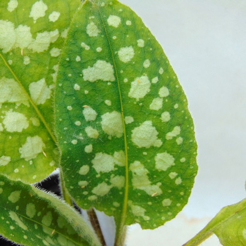 Pulmonaria Victorian Brooch - Longkruid (Blad)