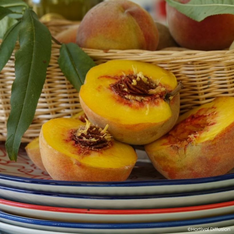 Wijnbergperzik Golden Caesar (Oogst)