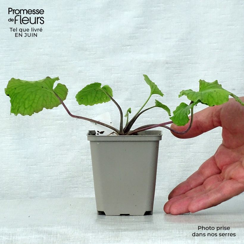 Exemplaar van Pachyphragma macrophyllum - Kaukasische look-zonder-look Kweekpotje van 8/9 cm zoals geleverd in de zomer