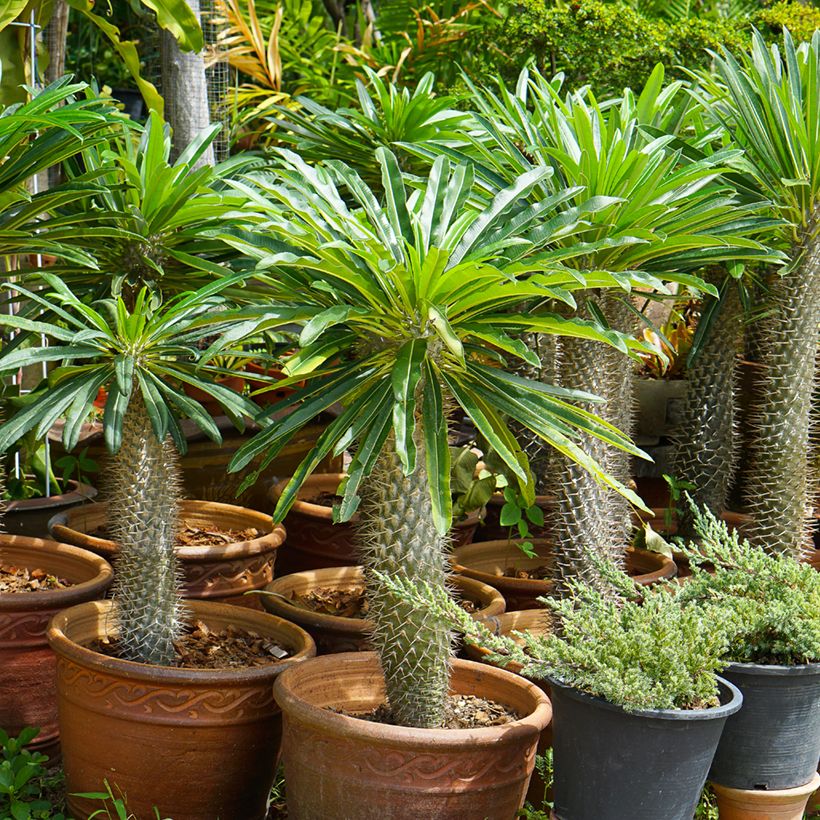 Pachypodium lamerei - Madagaskarpalm (Groeiplaats)