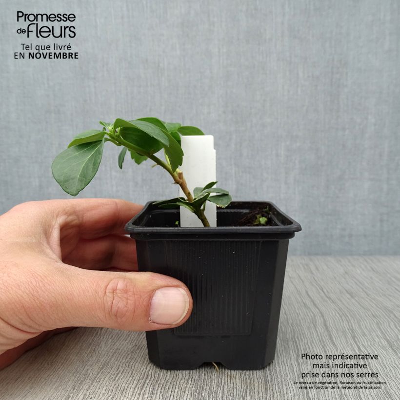 Exemplaar van Pachysandra terminalis - Schaduwkruid Kweekpotje van 8/9 cm zoals geleverd in de herfst
