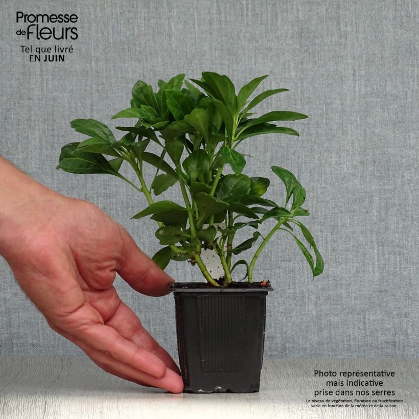 Exemplaar van Pachysandra terminalis Green Carpet - Schaduwkruid Kweekpotje van 8/9 cm zoals geleverd in de zomer