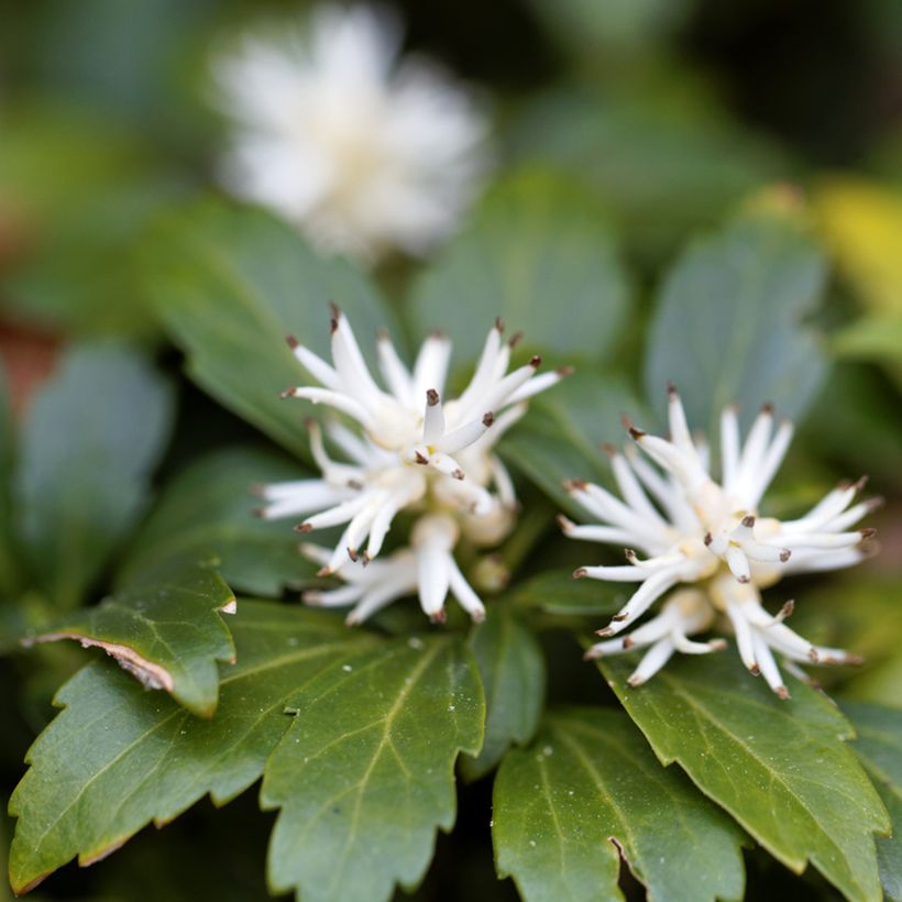 Pachysandra terminalis Green Carpet - Schaduwkruid (Bloei)