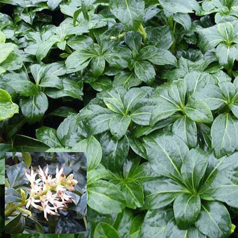 Pachysandra terminalis Green Sheen - Schaduwkruid (Blad)