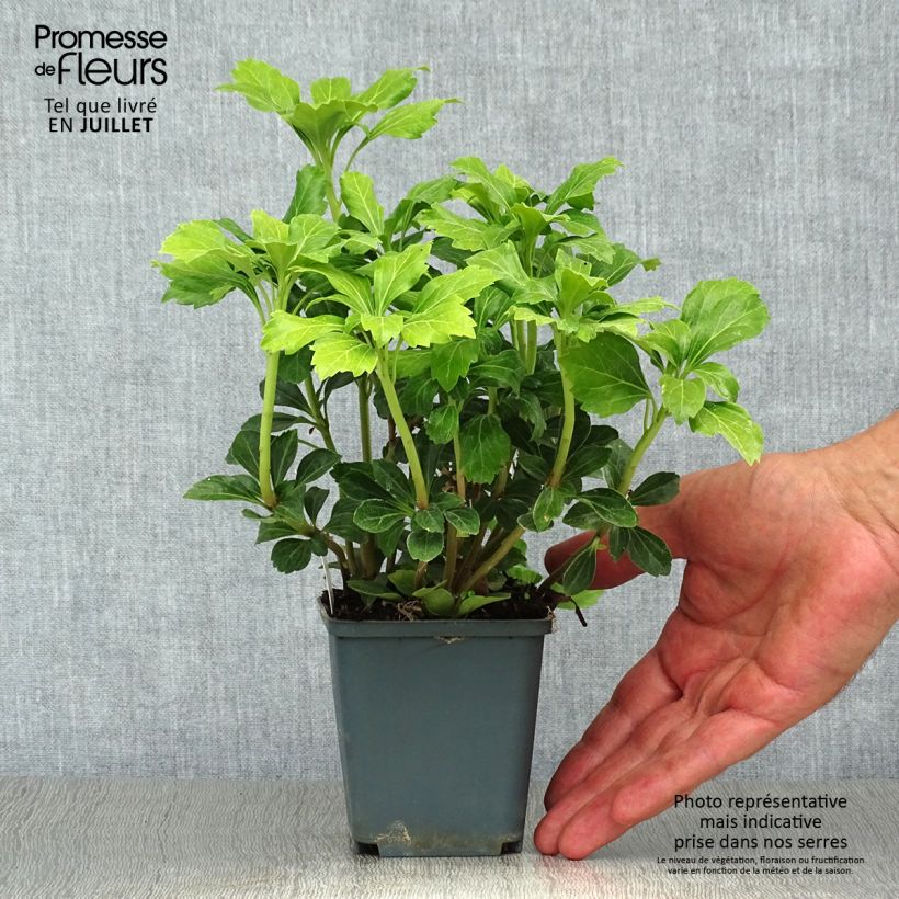 Exemplaar van Pachysandra terminalis Green Sheen - Schaduwkruid Kweekpotje van 8/9 cm zoals geleverd in de zomer