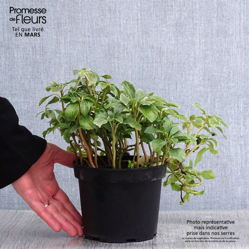 Exemplaar van Pachysandra terminalis Green Sheen - Schaduwkruid Pot van 2 l/3 l zoals geleverd in de winter