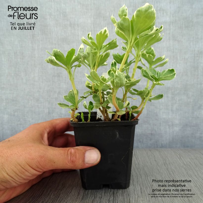 Exemplaar van Pachysandra terminalis Variegata - Schaduwkruid Kweekpotje van 8/9 cm zoals geleverd in de zomer