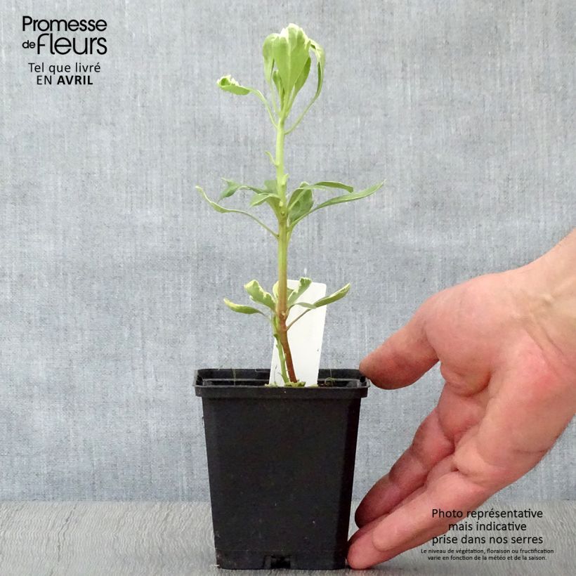 Exemplaar van Pachysandra terminalis Variegata - Schaduwkruid Kweekpotje van 8/9 cm zoals geleverd in de lente