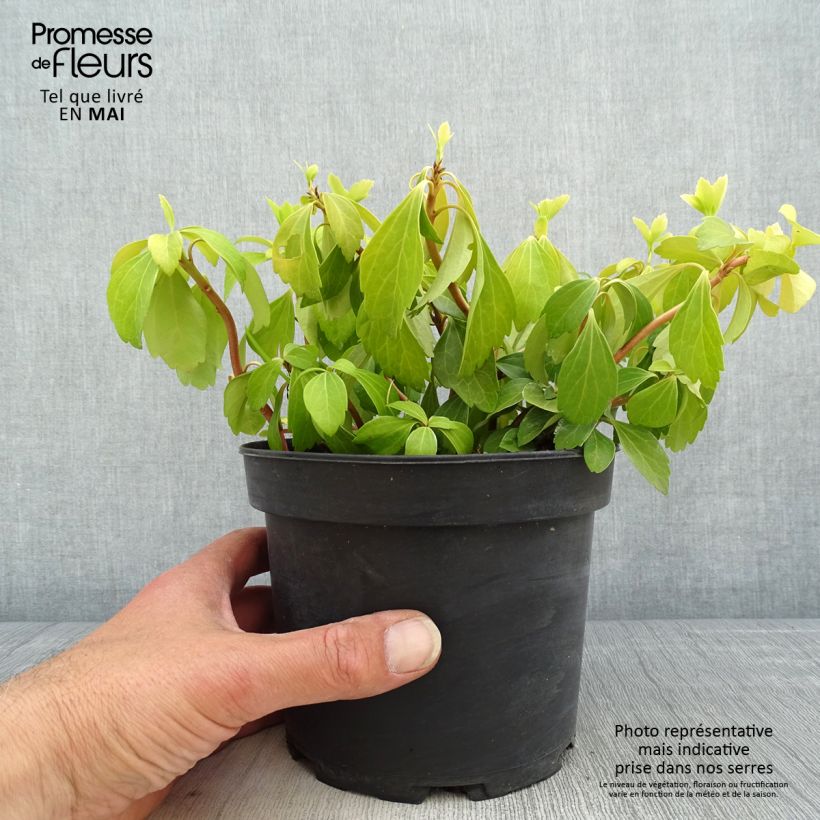 Exemplaar van Pachysandra terminalis - Schaduwkruid Pot van 2 l/3 l zoals geleverd in de lente