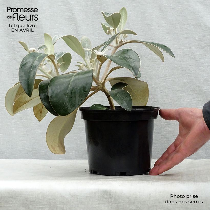 Exemplaar van Pachystegia insignis Daizea - Nieuw-Zeelandse margriet Pot van 2 l/3 l zoals geleverd in de lente