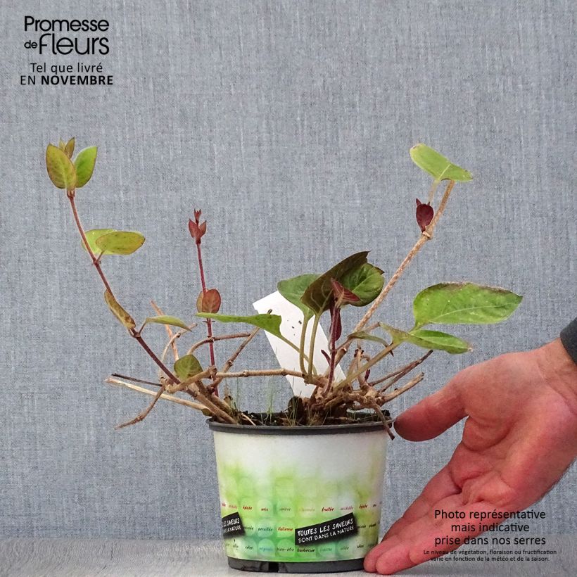Exemplaar van Kaasplant - Paederia lanuginosa Pot van 1 l/1,5 l zoals geleverd in de herfst