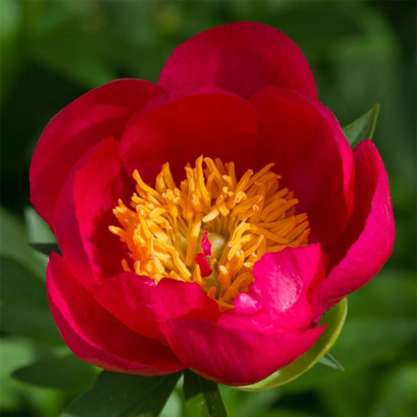 Paeonia Flame - Pioenroos (Bloei)