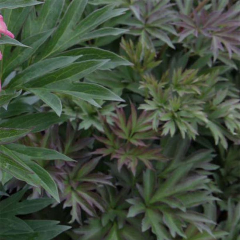 Paeonia Itoh Julia Rose - Itoh-pioen (Blad)