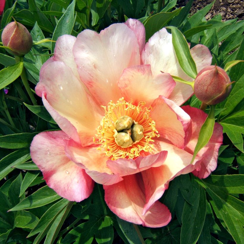 Paeonia Itoh Julia Rose - Itoh-pioen (Bloei)