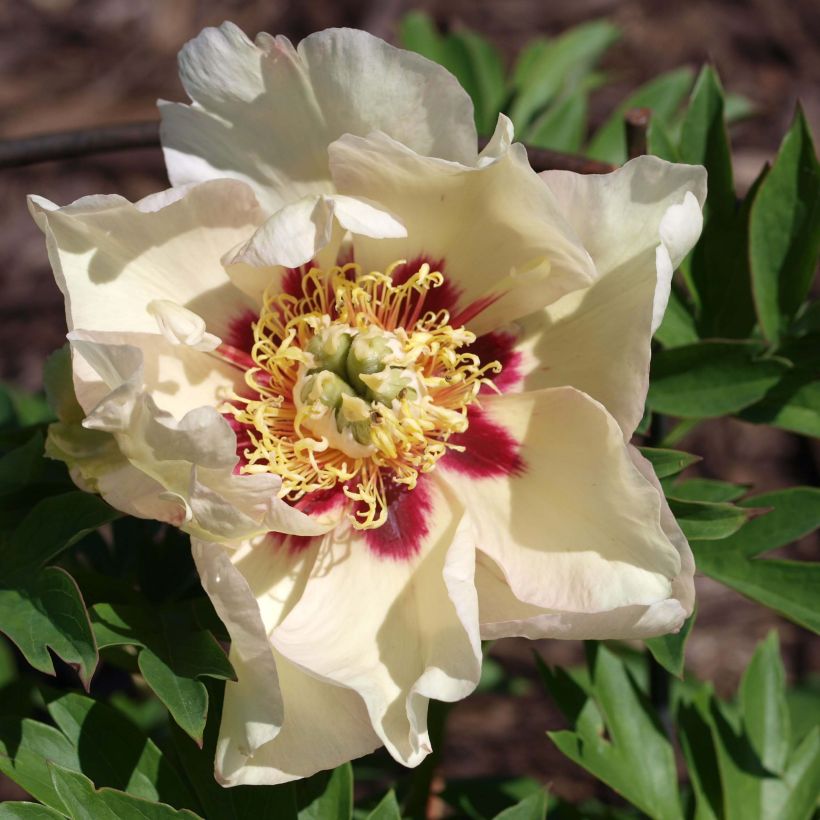 Paeonia Itoh Pastel Splendor - Itoh-pioen (Bloei)