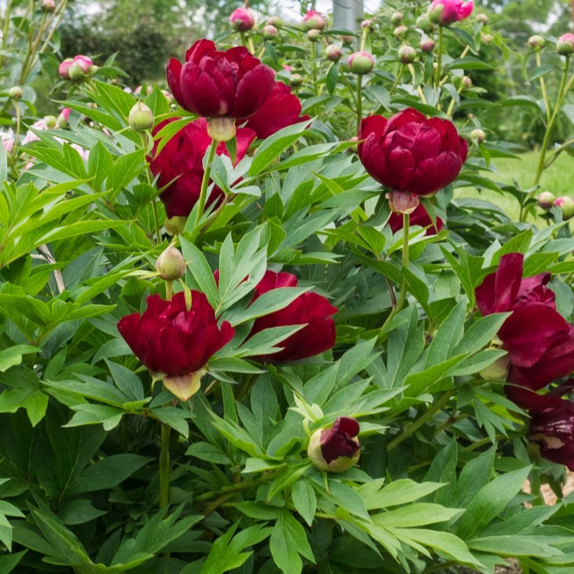 Paeonia Itoh Scarlet Heaven - Itoh-pioen (Bloei)