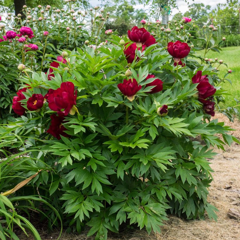 Paeonia Itoh Scarlet Heaven - Itoh-pioen (Groeiplaats)