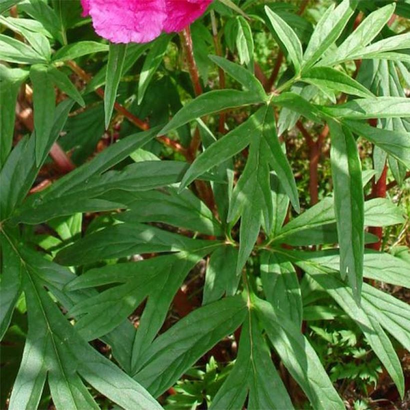 Paeonia anomala - Pioenroos (Blad)