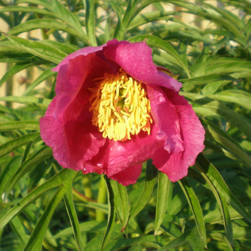 Paeonia anomala - Pioenroos (Bloei)