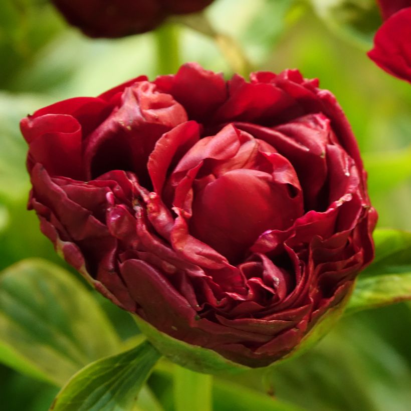 Paeonia lactiflora Bockstoce - Pioenroos (Bloei)