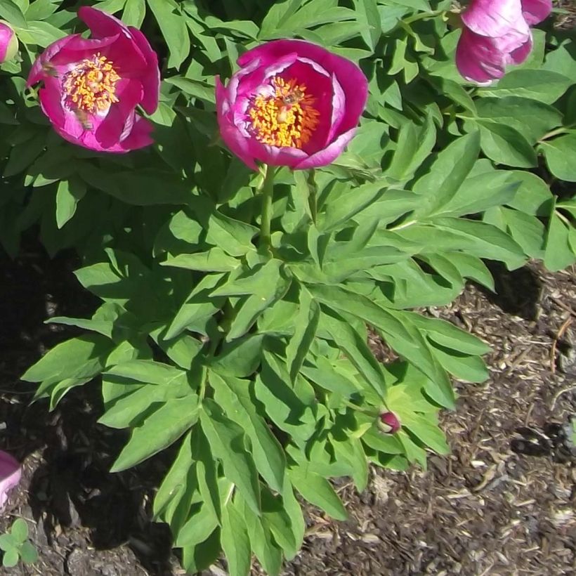 Paeonia humilis - Boerenpioen (Blad)