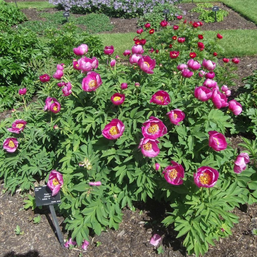 Paeonia humilis - Boerenpioen (Groeiplaats)