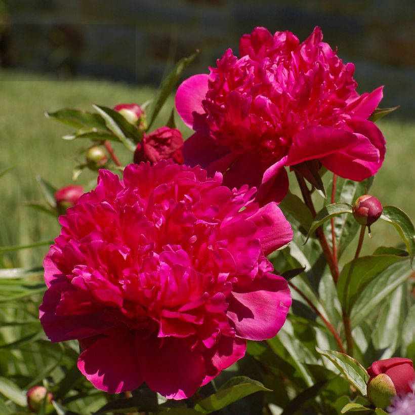 Paeonia lactiflora Big Ben - Pioenroos (Bloei)