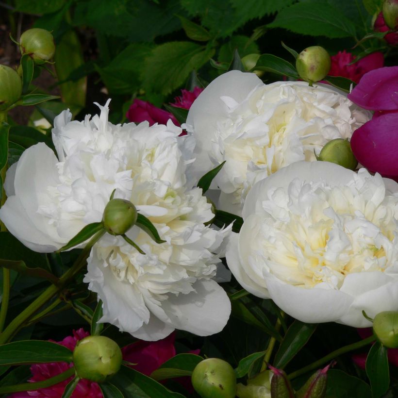 Paeonia lactiflora Duchesse de Nemours - Pioenroos (Bloei)