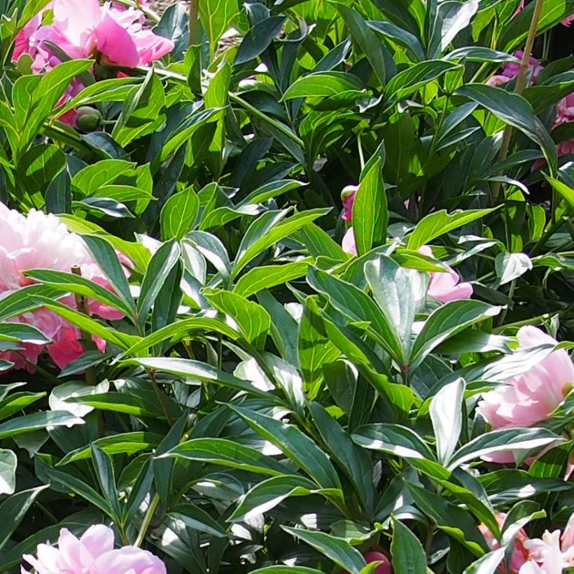 Paeonia lactiflora Edulis Superba - Pioenroos (Blad)