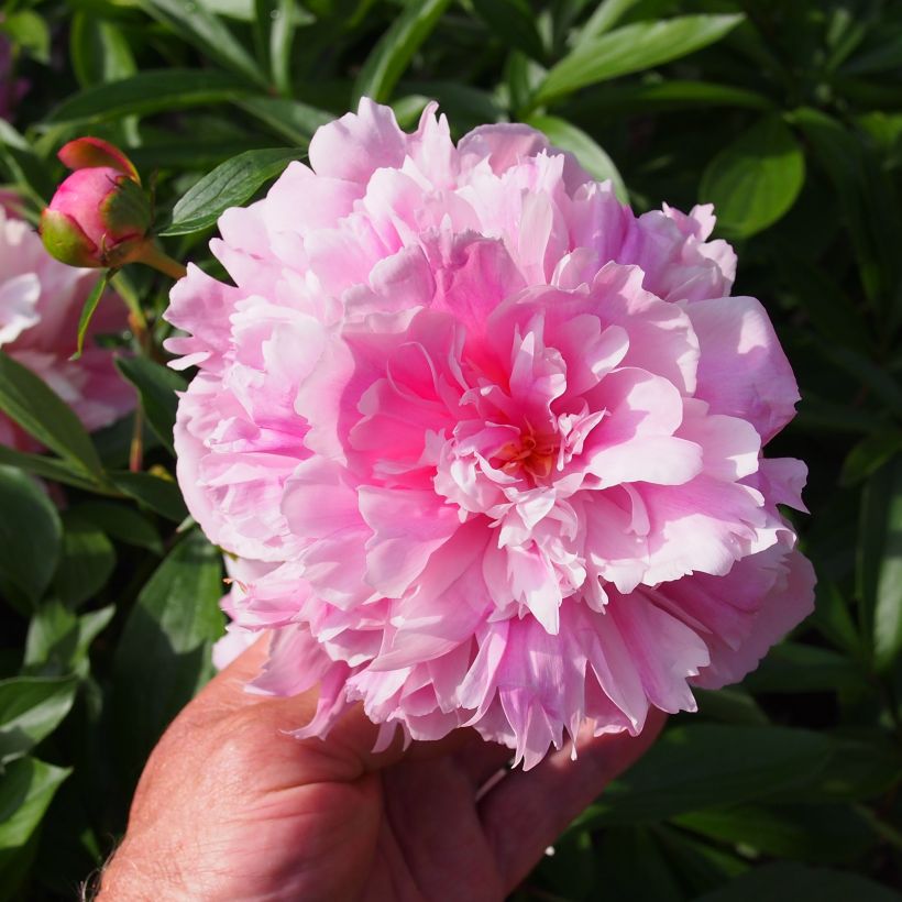Paeonia lactiflora Edulis Superba - Pioenroos (Bloei)