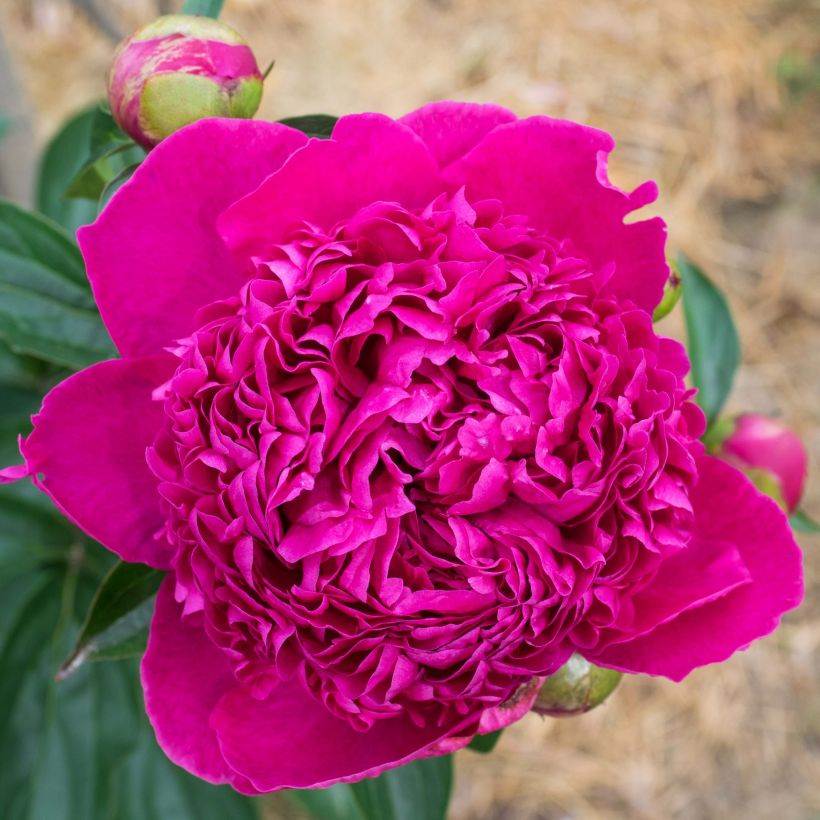 Paeonia lactiflora Félix Crousse - Pioenroos (Bloei)