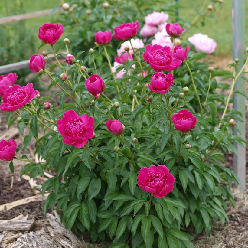 Paeonia lactiflora Félix Crousse - Pioenroos (Groeiplaats)