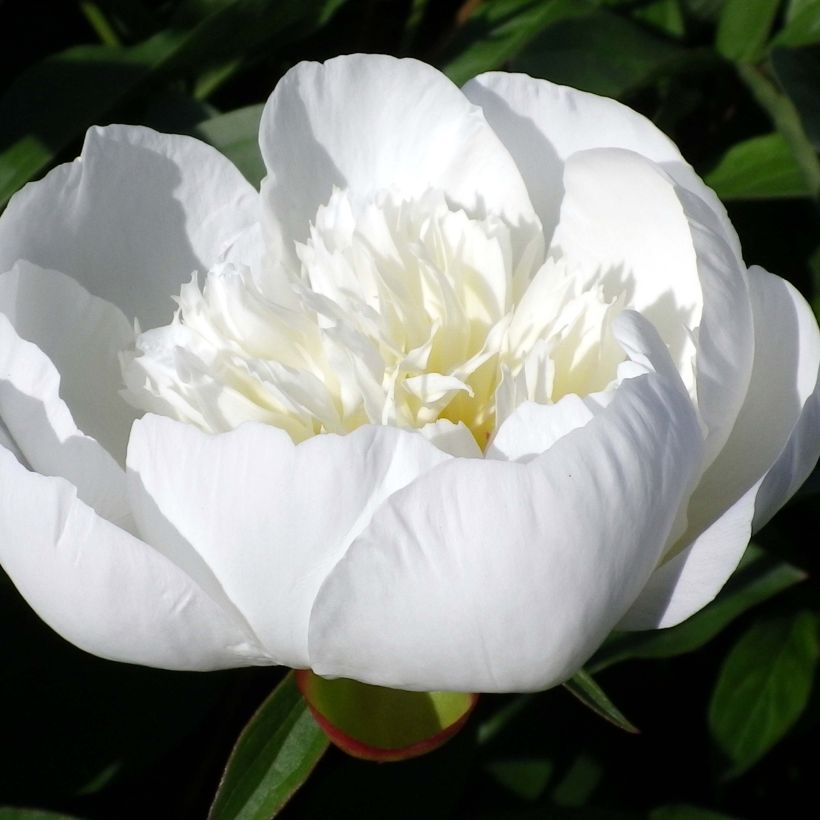 Paeonia lactiflora Immaculée - Pioenroos (Bloei)