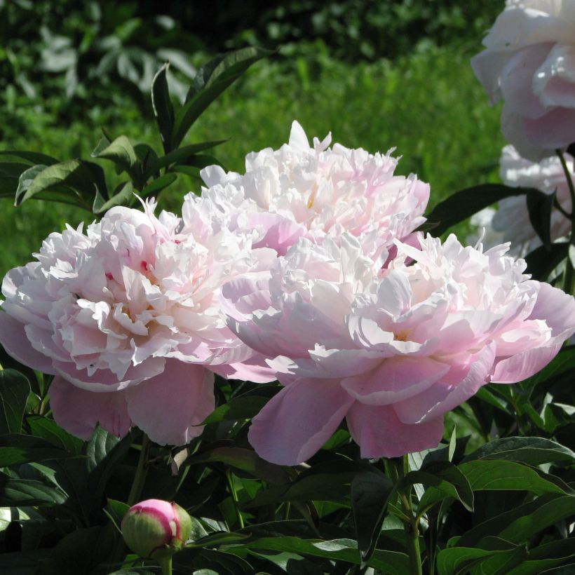 Paeonia lactiflora Lady Alexandra Duff - Pioenroos (Bloei)