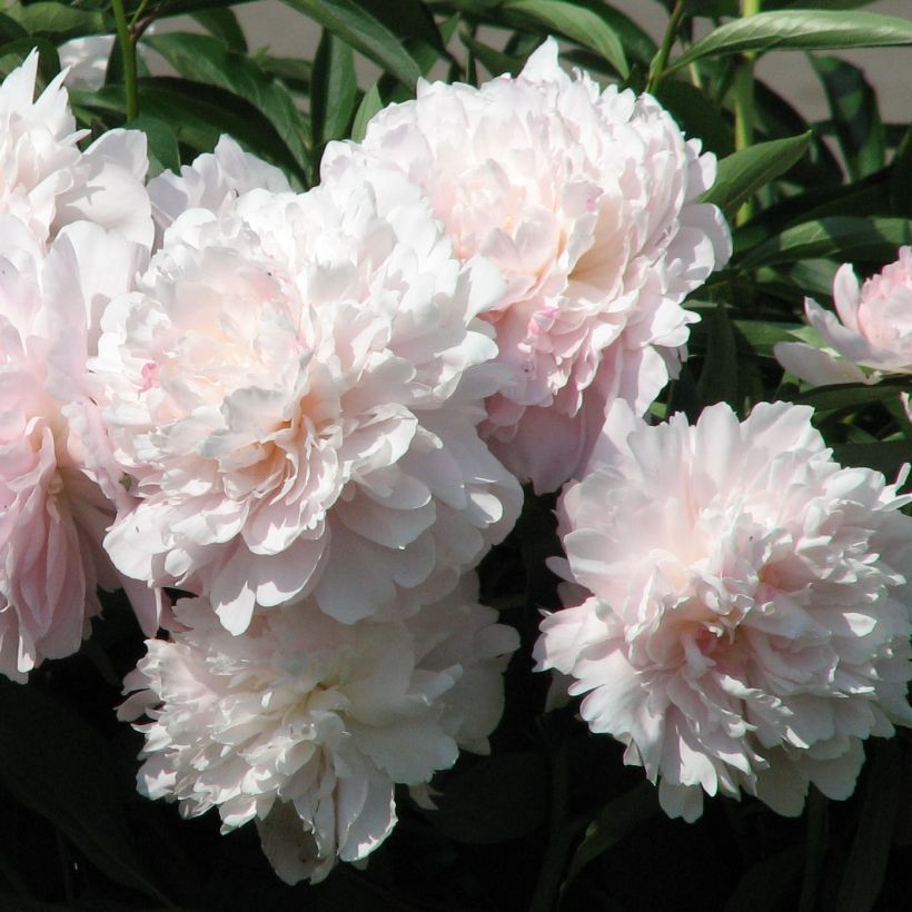 Paeonia lactiflora Madame Calot - Pioenroos (Bloei)
