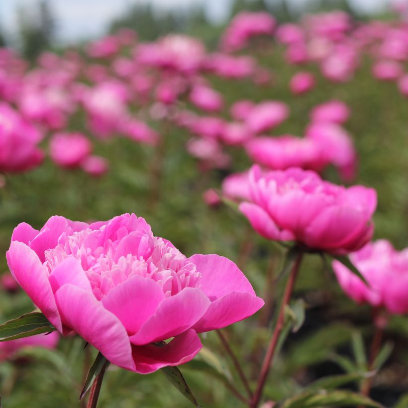 Paeonia lactiflora Madame Emile Debatène - Pioenroos (Groeiplaats)