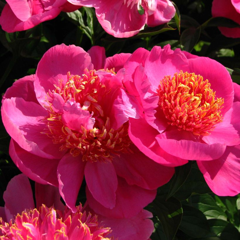 Paeonia lactiflora Neon - Pioenroos (Bloei)