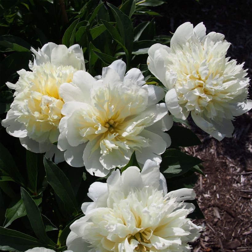 Paeonia lactiflora Primevère - Pioenroos (Bloei)