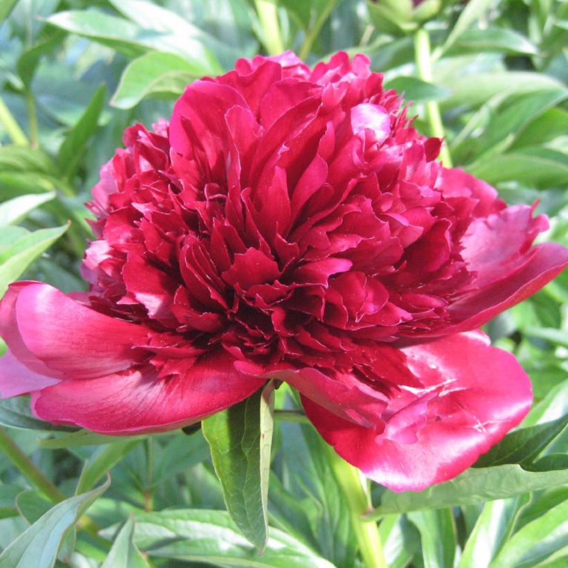 Paeonia lactiflora Red Charm - Pioenroos (Bloei)