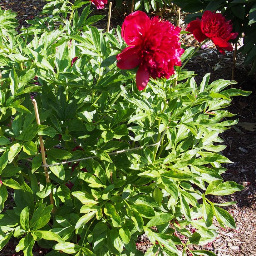 Paeonia lactiflora Red Charm - Pioenroos (Groeiplaats)