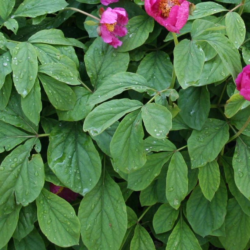 Paeonia mascula - Mannetjespioen (Blad)