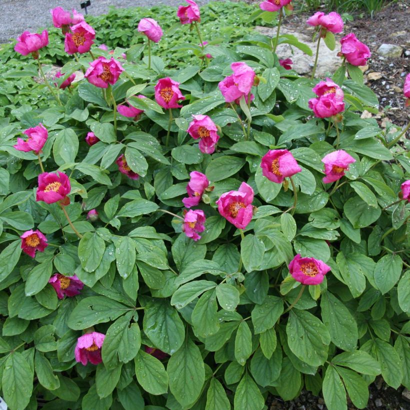 Paeonia mascula - Mannetjespioen (Groeiplaats)