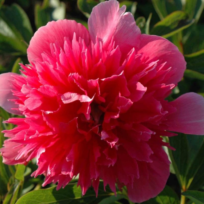 Paeonia officinalis Rosea Plena - Boerenpioen (Bloei)