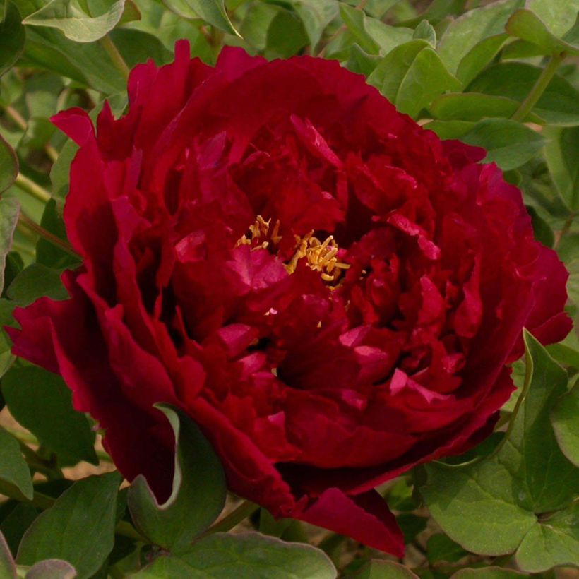 Paeonia suffruticosa 15 Wu Jin Yao Hui - Boompioen (Bloei)