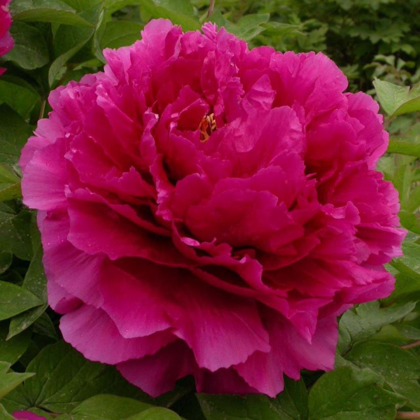 Paeonia suffruticosa Wu Long Peng Sheng - Boompioen (Bloei)