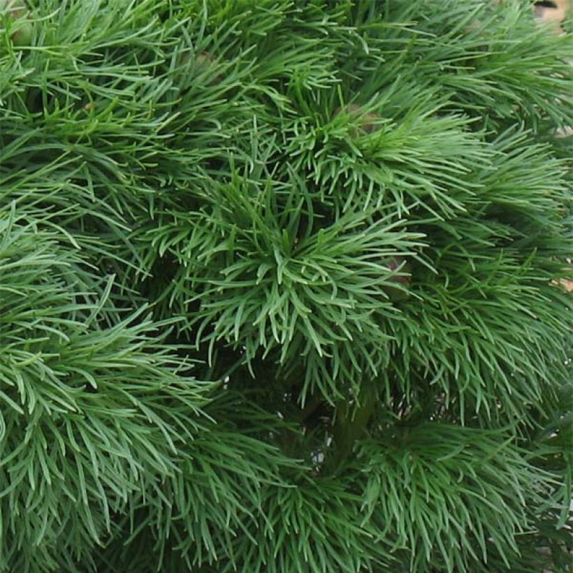 Paeonia tenuifolia Plena - Fijnbladige pioen (Blad)