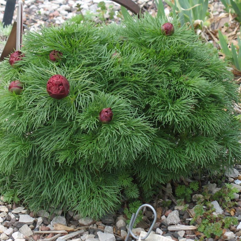 Paeonia tenuifolia Plena - Fijnbladige pioen (Groeiplaats)