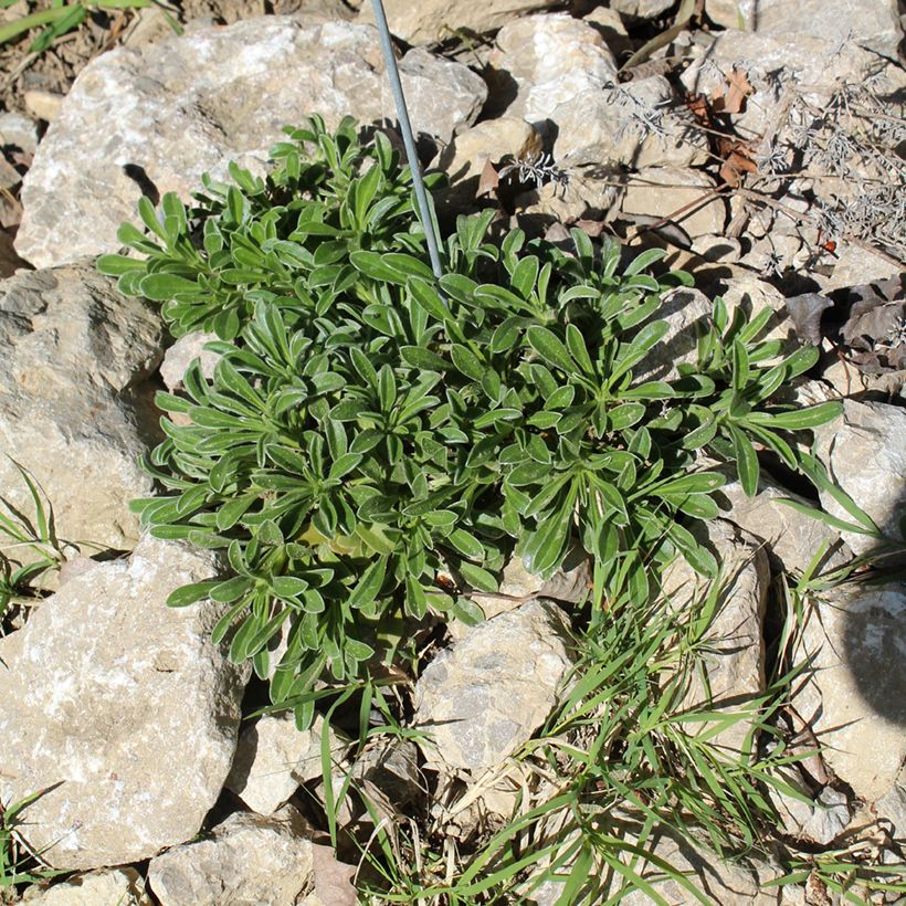 Pallenis maritima Aurelia Gold - Dukaatbloem (Groeiplaats)