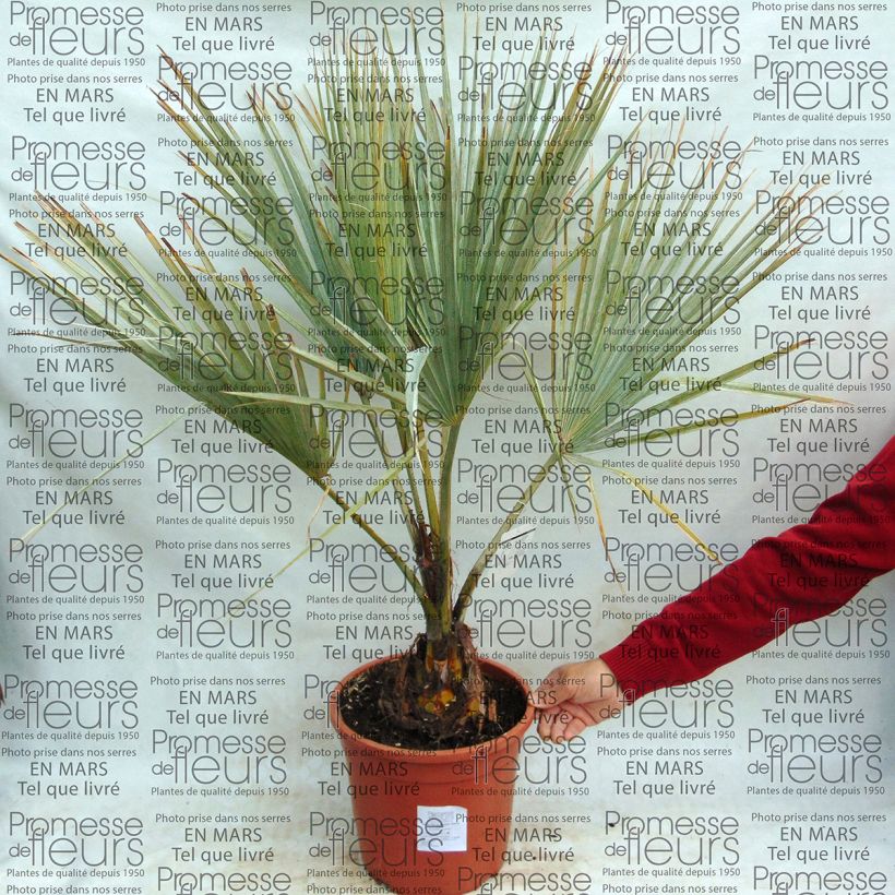 Example of Brahea armata - Mexicaanse blauwe palm Pot van 7,5 l/10 l as you get