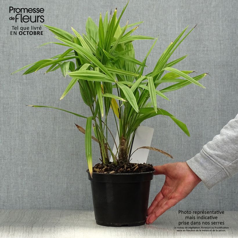 Exemplaar van Trachycarpus fortunei - Chinese waaierpalm Pot van 2 l/3 l zoals geleverd in de herfst